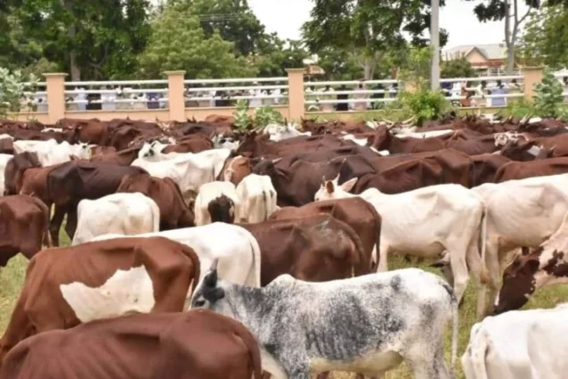 Why fg must rename livestock ministry fg - nigeria newspapers online